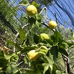Mediterranee Апартаменты *