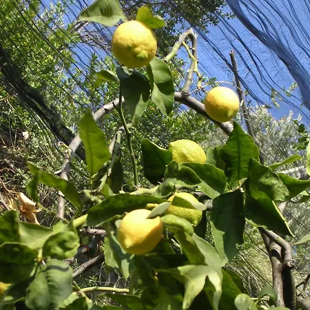 Mediterranee Apartman *